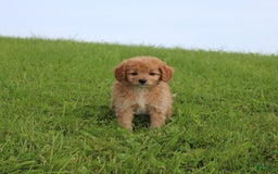 Cavapoo dogs for sale: Kelsey - Image 1