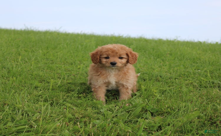 Cavapoo dogs for sale - Ad 1