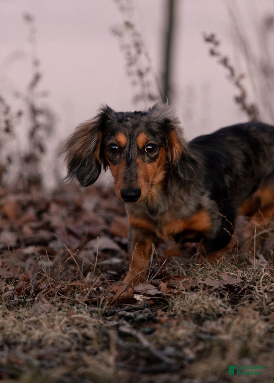 Miniature Dachshund dogs for sale: Luna - Image 5