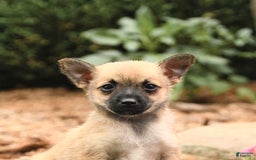 Pomeranian dogs for sale: Pomeranian 3 puppies - Image 9