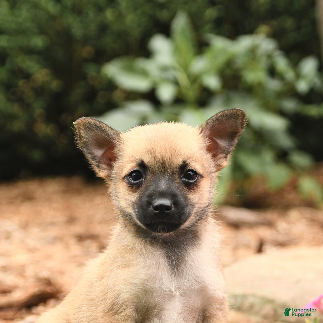 Pomeranian dogs for sale: Pomeranian 3 puppies - Image 9