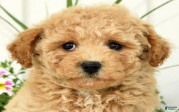 Bichpoo dogs for sale: Ivory - Image 5