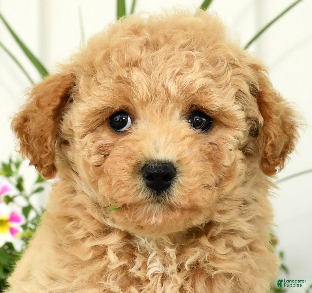 Bichpoo dogs for sale: Ivory - Image 5