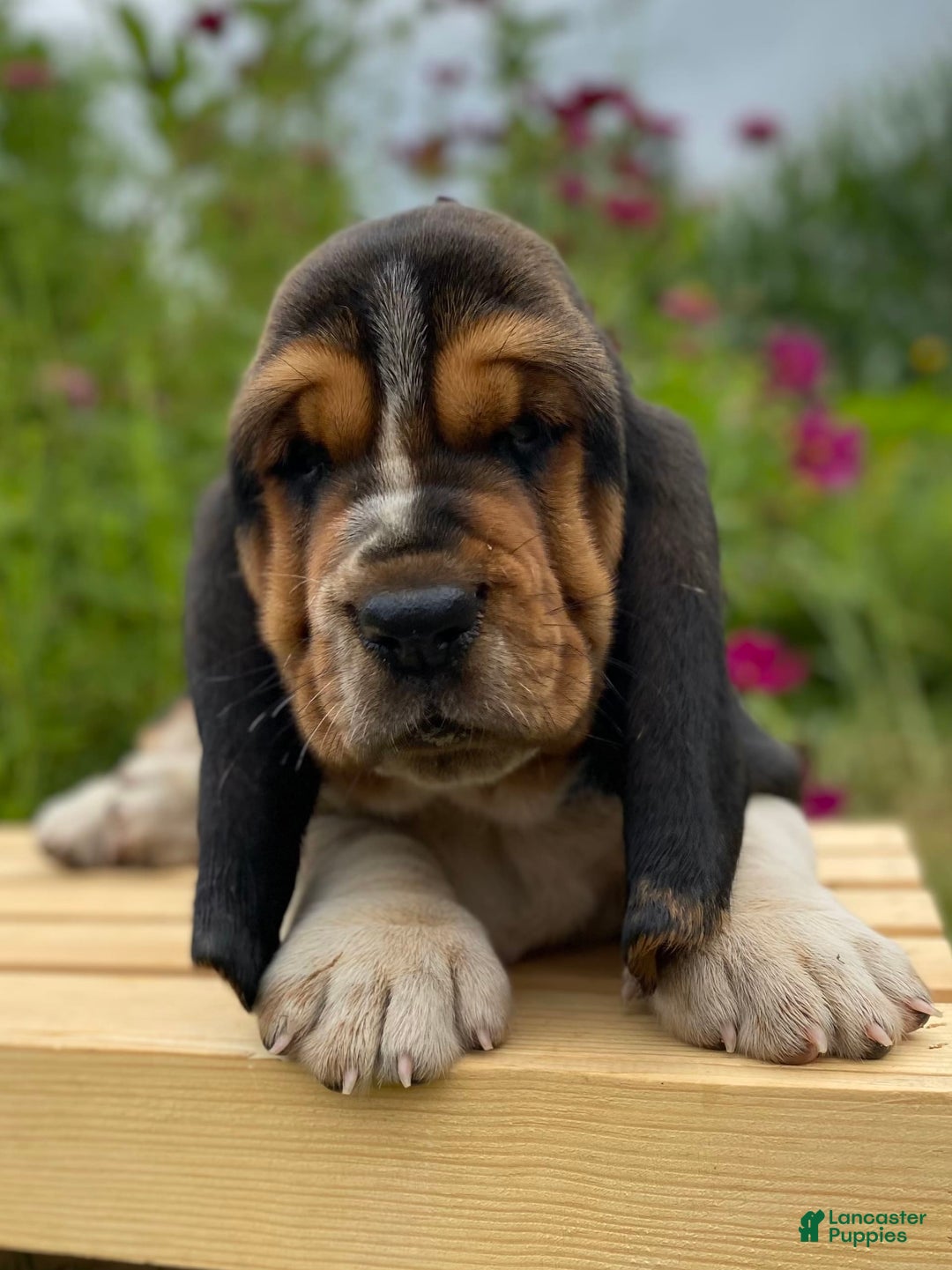 Basset Hound dogs for sale: Sadie - Image 21