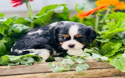 Cavalier King Charles Spaniel dogs for sale: Rhoda - Image 2