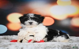 Havanese dogs for sale: Lexi - Image 6