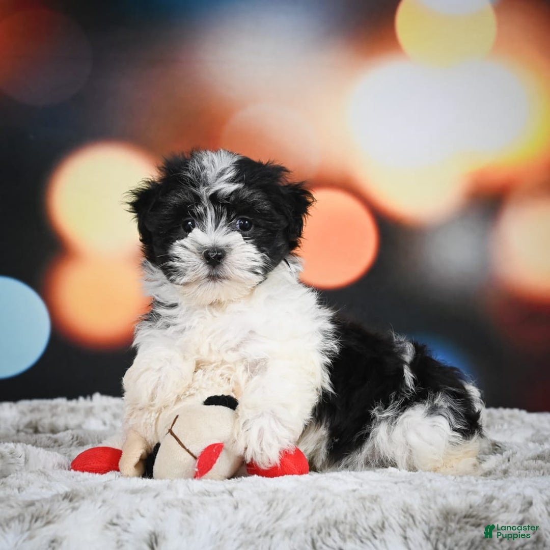 Havanese dogs for sale: Lexi - Image 6