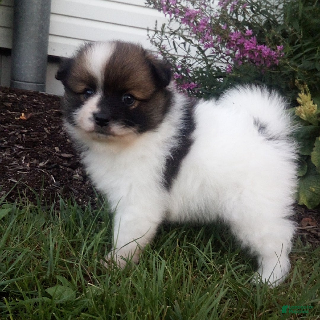Pomeranian dogs for sale: Renzo - Image 3