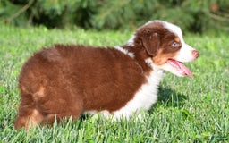 Australian Shepherd dogs for sale: Polly - Image 14