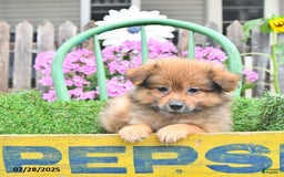 Pomeranian dogs for sale: Fred - Image 5