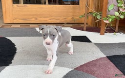 Italian Greyhound dogs for sale: Lenny - Image 1