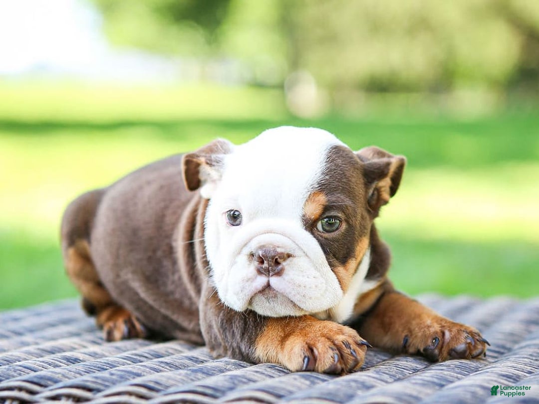 English Bulldog dogs for sale: Bridget - Image 11