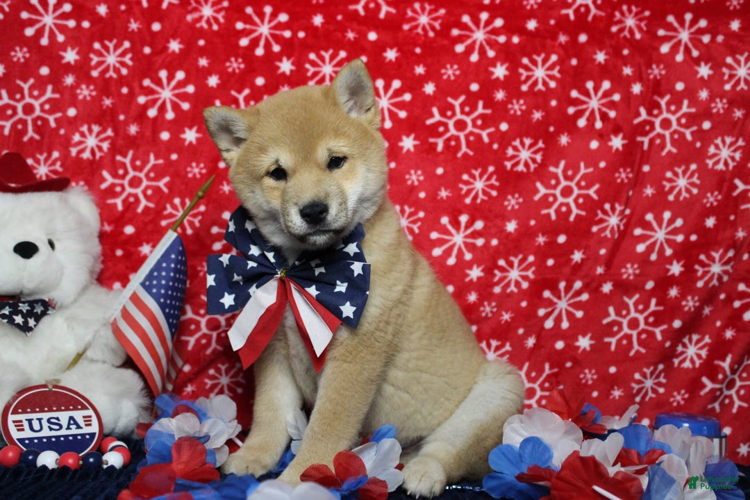 Shiba Inu dogs for sale: Larry - Image 57