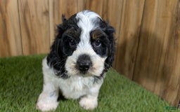 Cavapoo dogs for sale: Missy Boy 2 - Image 2