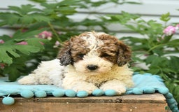Miniature Poodle dogs for sale: Lucky - Image 5