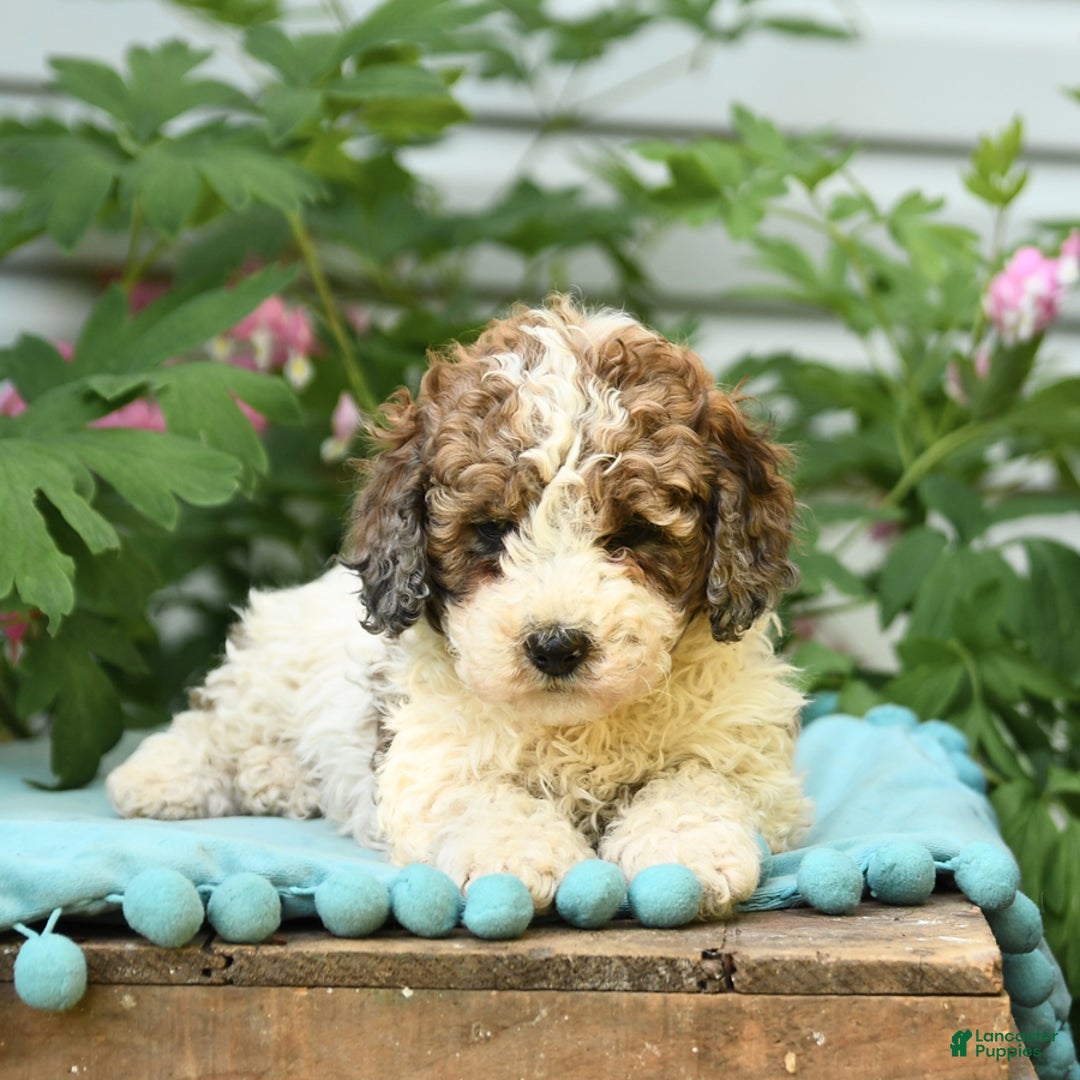 Miniature Poodle dogs for sale: Lucky - Image 5