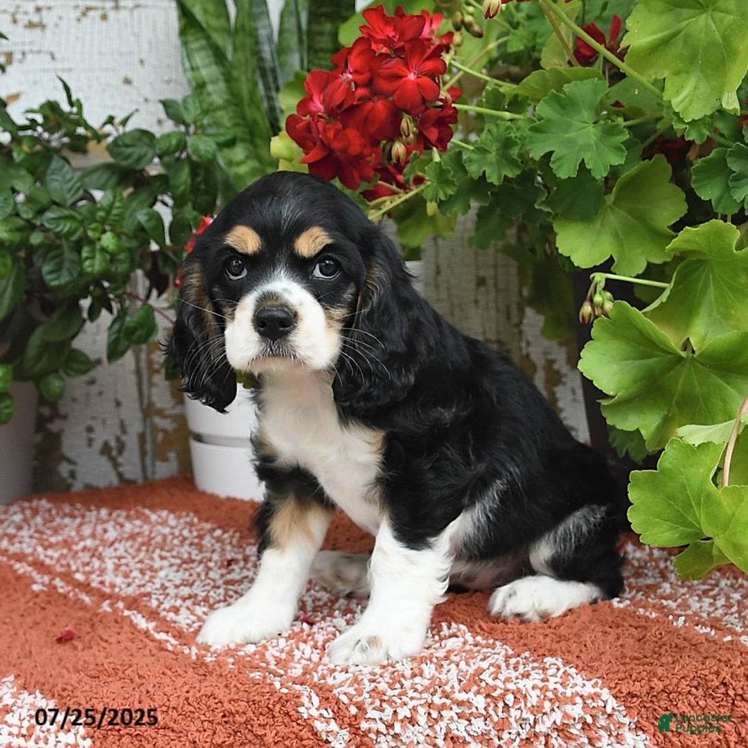 Cocker Spaniel dogs for sale: Annie - Image 1