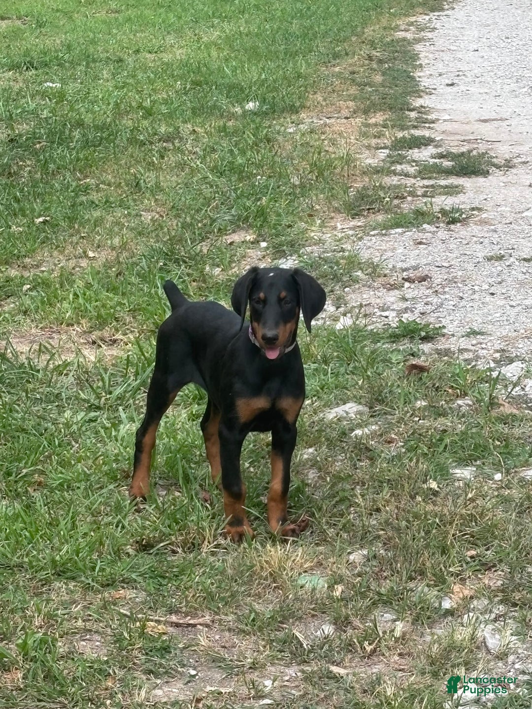 Doberman Pinscher dogs for sale: Annabelle Dad Is Health Tested - Image 5