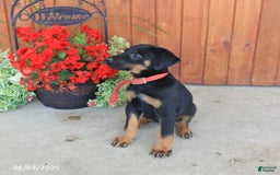Doberman Pinscher dogs for sale: Ellie - Image 3