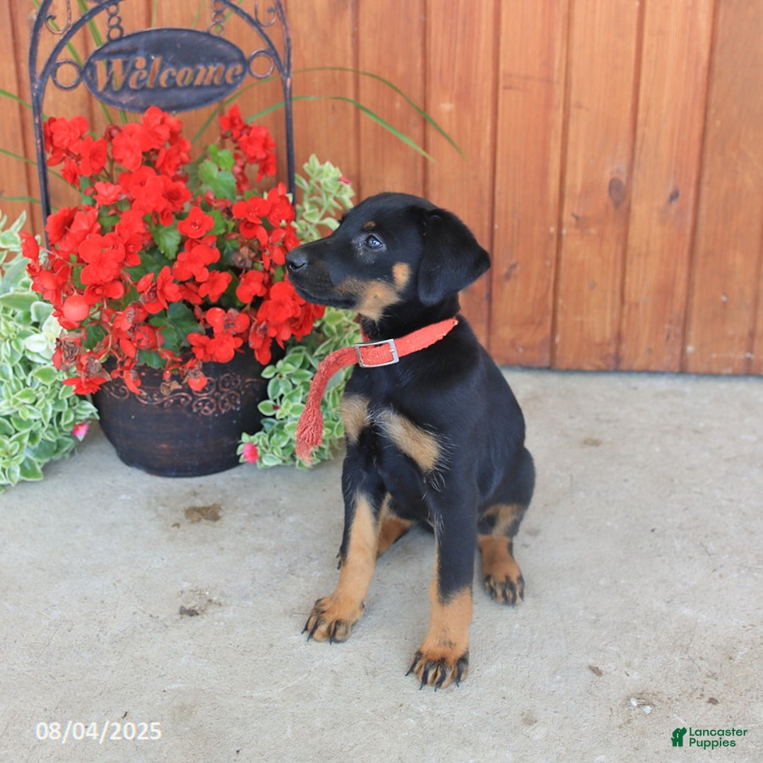 Doberman Pinscher dogs for sale: Ellie - Image 3