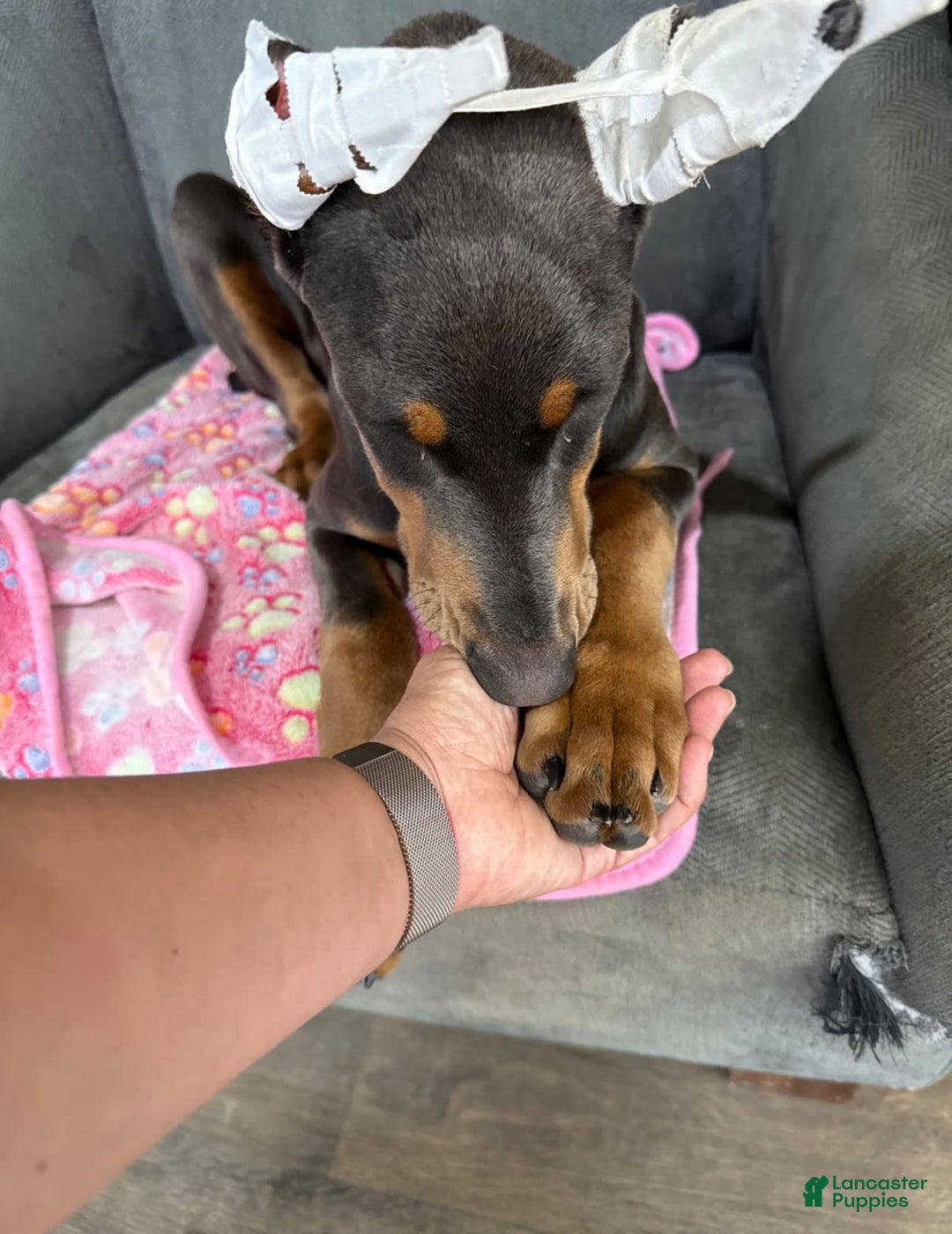 Doberman Pinscher dogs for sale: Bean - Image 2