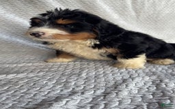 Mini Bernedoodle dogs for sale: Miles - Image 1