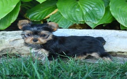 Yorkshire Terrier dogs for sale: Trixie - Image 3