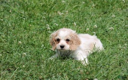 Cocker Spaniel dogs for sale: Jeremy - Image 2