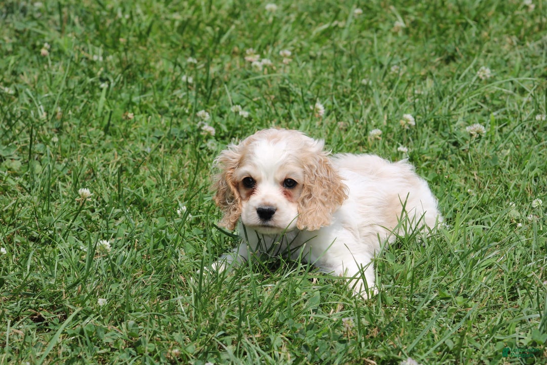 Cocker Spaniel dogs for sale: Jeremy - Image 2
