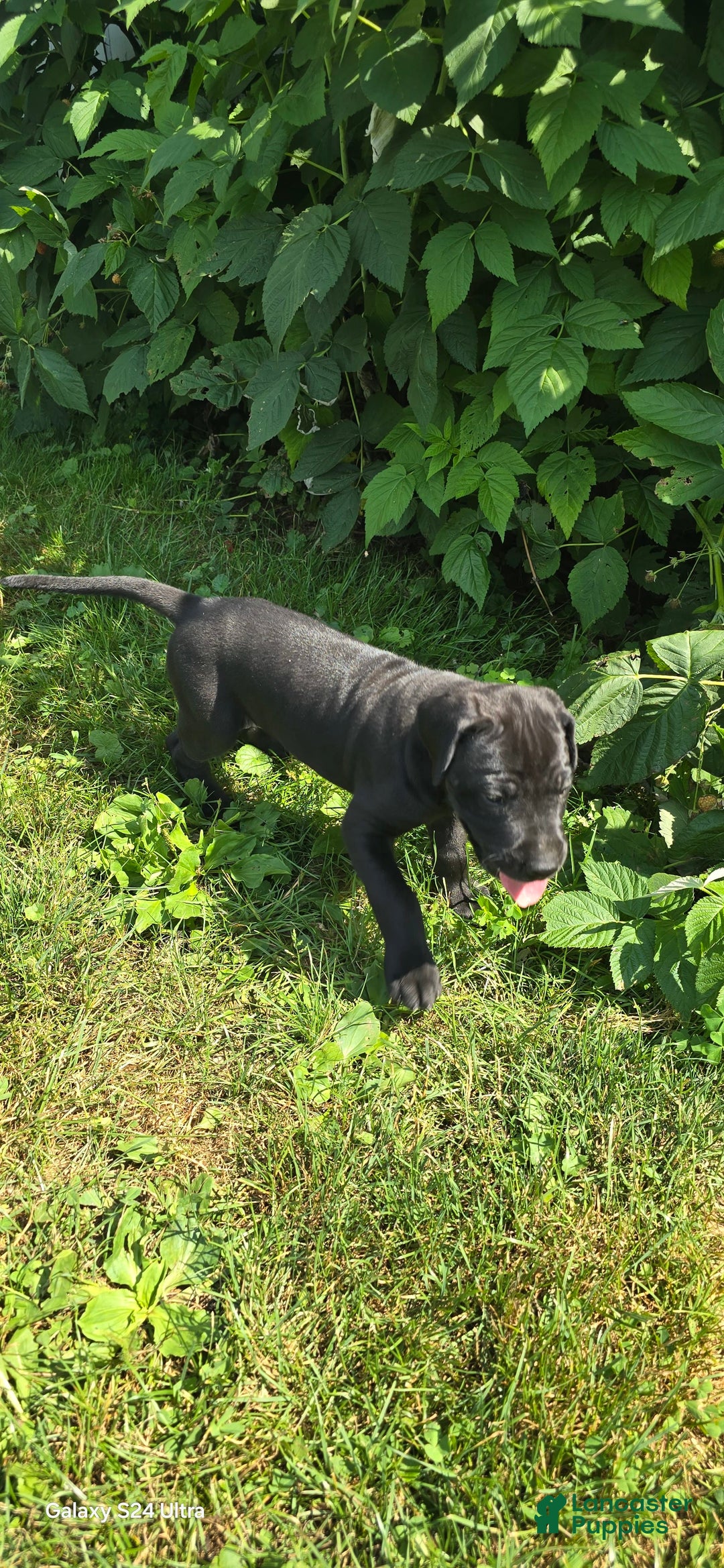 Great Dane dogs for sale: Storm - Image 19