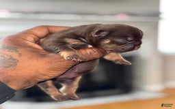 French Bulldog dogs for sale: Amara - Image 9