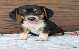 Beagle dogs for sale: Molly - Image 5