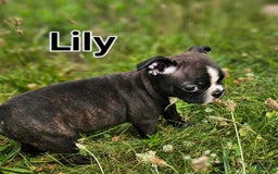 Boston Terrier dogs for sale: Lily - Image 1