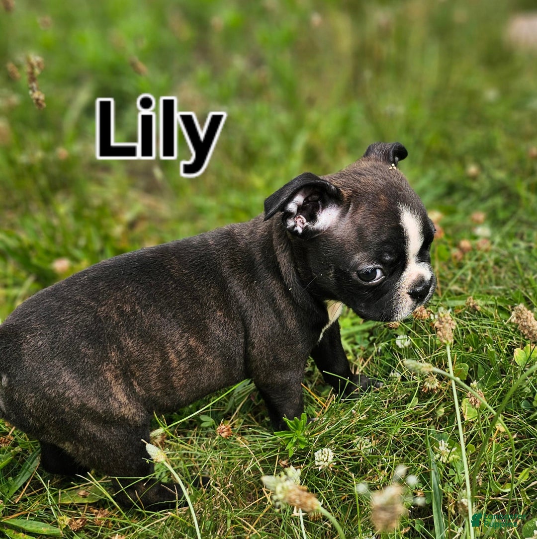 Boston Terrier dogs for sale: Lily - Image 1