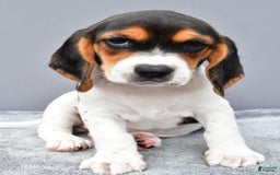 Beagle dogs for sale: Trixie - Image 7