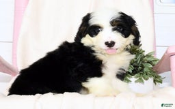 Mini Bernedoodle dogs for sale: Elsa - Image 7