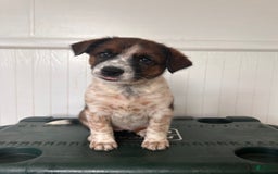 Australian Cattle Dog dogs for sale: Penny - Image 3