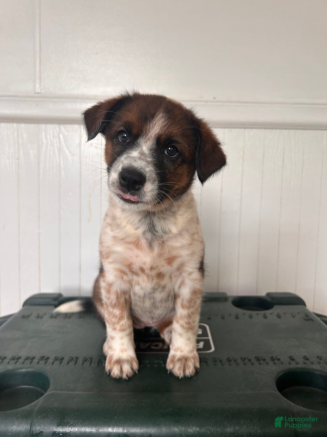 Australian Cattle Dog dogs for sale: Penny - Image 3