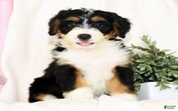 Mini Bernedoodle dogs for sale: Skye - Image 7