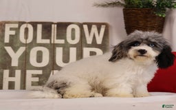 Havapoo dogs for sale: Calvin - Image 6