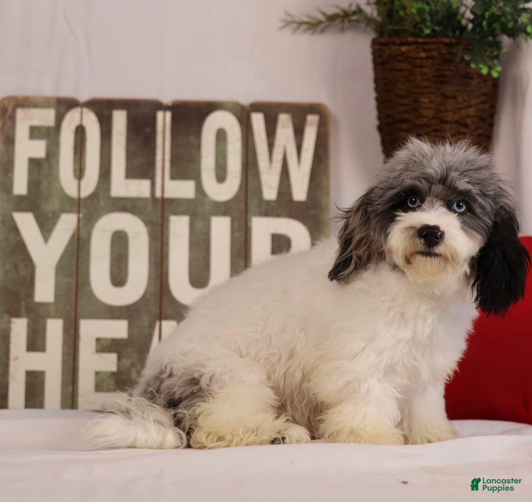 Havapoo dogs for sale: Calvin - Image 6