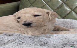 Standard Poodle dogs for sale: Biscuit - Image 5