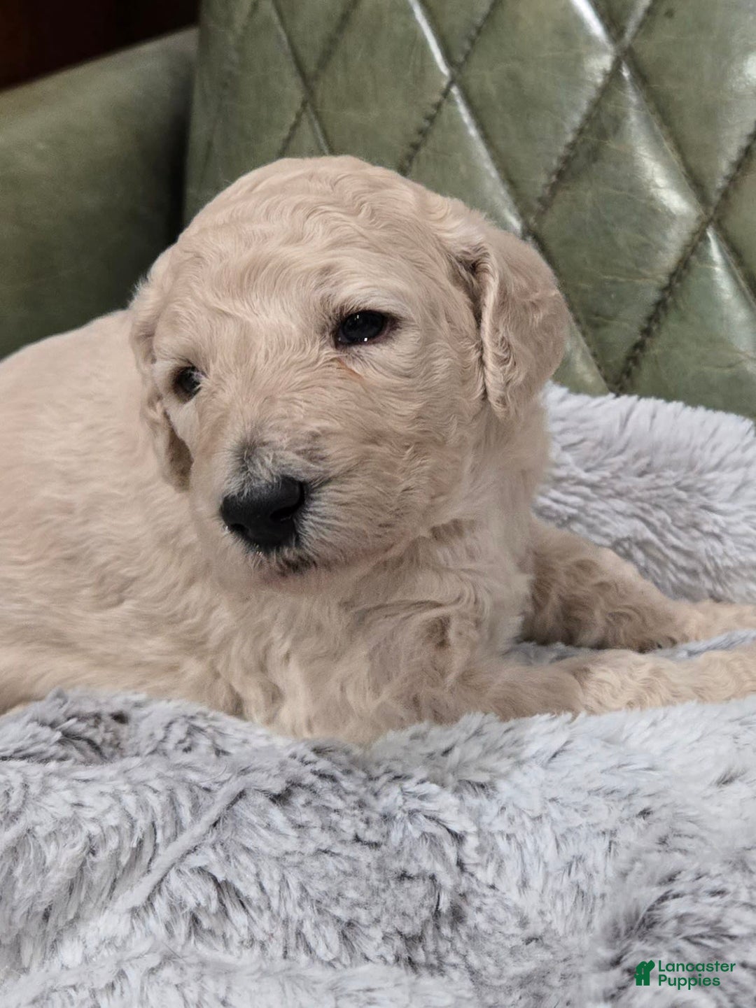 Standard Poodle dogs for sale: Biscuit - Image 5