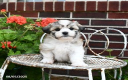 Malshi dogs for sale: Christopher - Image 5
