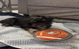 Miniature Schnauzer dogs for sale: Waylon - Image 3