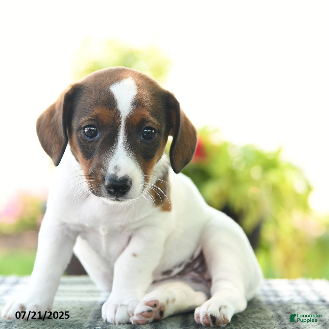 Jack Russell Terrier dogs for sale: Misty - Image 1