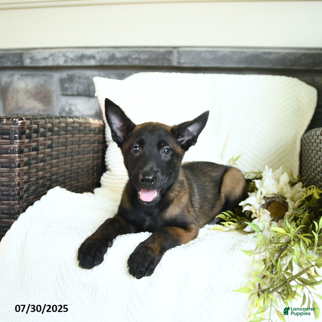 Belgian Malinois dogs for sale: Avalon - Image 3