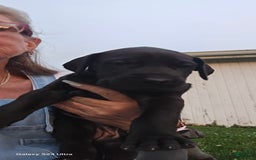 Great Dane dogs for sale: Onyx - Image 15