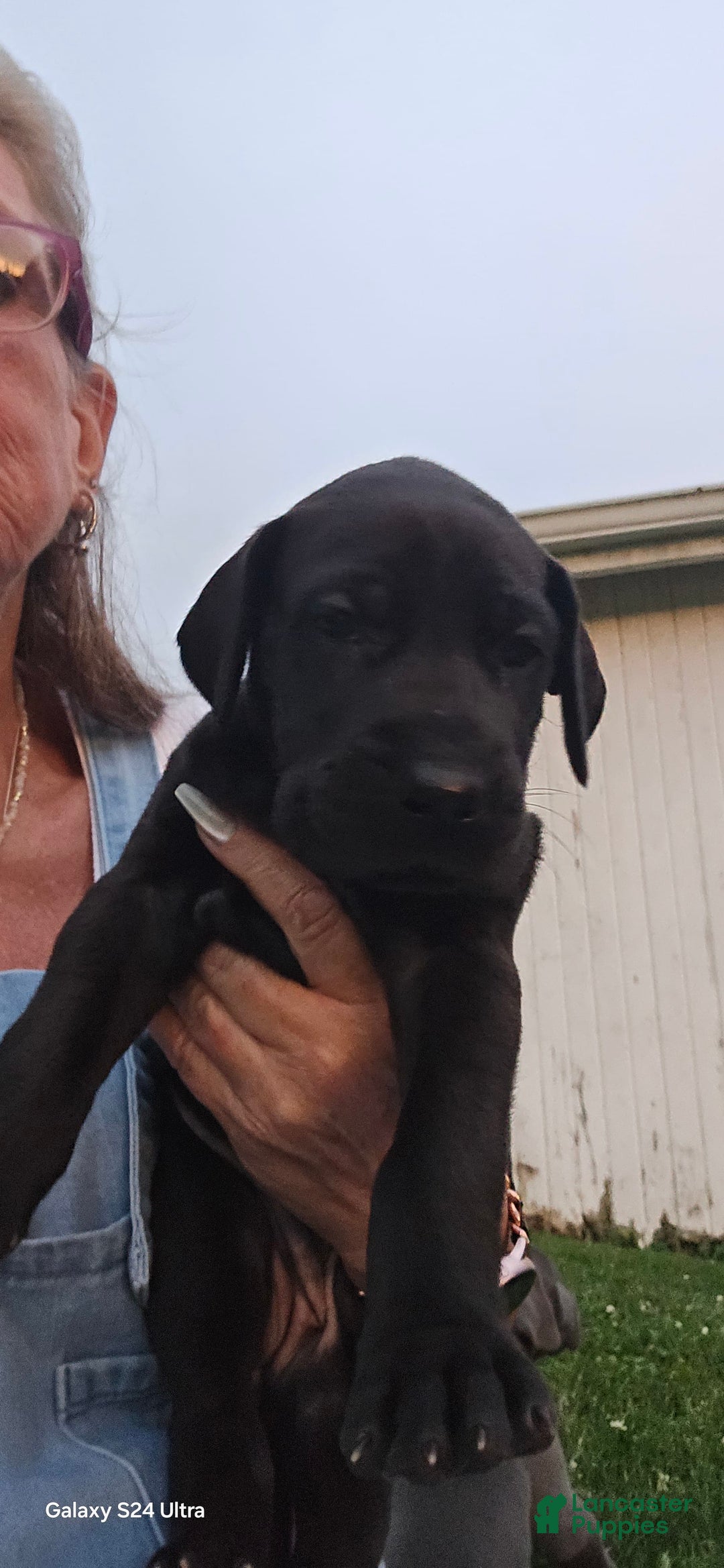 Great Dane dogs for sale: Onyx - Image 15
