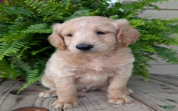 Goldendoodle dogs for sale: Bella - Image 30